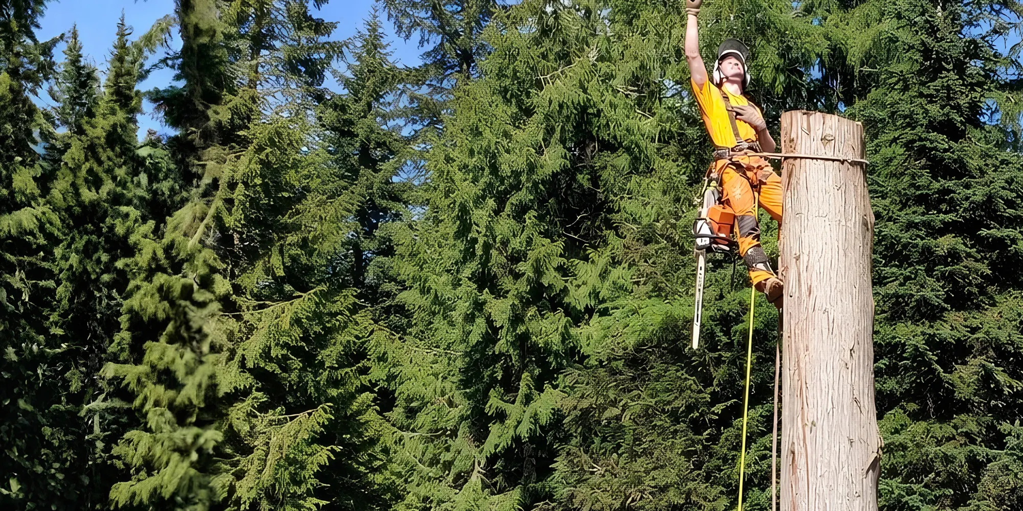 Arborsmith Pro Tree Service climber working at the top of a cedar spar among Pacific Northwest evergreens